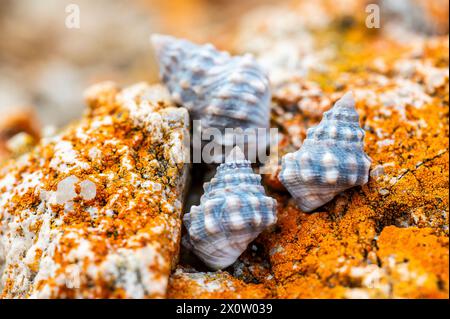 Nodilittorina pyramidalis, communément appelée pervenche pyramidale, est une espèce d'escargot de mer, un mollusque gastéropode marin de la famille des Littorinidae. Banque D'Images