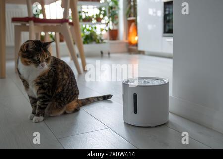 Le chat curieux regarde la fontaine à boire intelligente que les propriétaires lui ont acheté pour prévenir les maladies des voies urinaires Banque D'Images