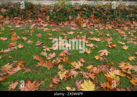 Feuilles tombées dans l'herbe verte de près Banque D'Images