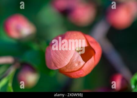 Chaenomeles japonica, fleur rouge de coing japonais gros plan sélectif Banque D'Images