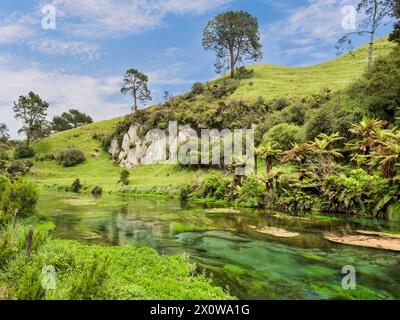 Scène le long de la rivière Waihou dans la source bleue, te Puna, région de la région de Waikato, Nouvelle-Zélande. Banque D'Images