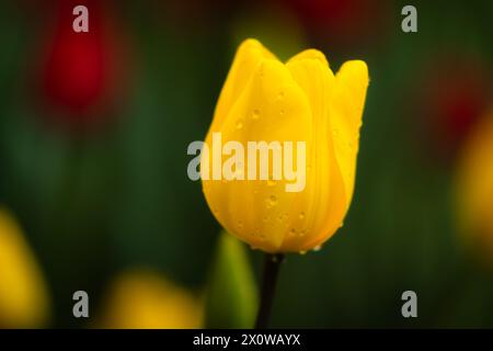 Gros plan d'une tulipe jaune, tulipe de fleur jaune Banque D'Images