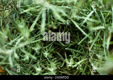 Rosemary. Un des types d'épices qui poussent sur diverses terres en Indonésie. Il est souvent utilisé pour assaisonner les grillades et autres. Banque D'Images