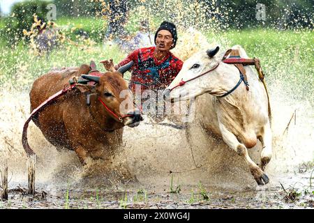 Pékin, Indonésie. 13 avril 2024. Un homme participe au PACU Jawi, une course de taureaux traditionnelle, à Nagari Labuah, à Tanah Datar, dans l’ouest de Sumatra, Indonésie, le 13 avril 2024. Crédit : Yorri Farli/Xinhua/Alamy Live News Banque D'Images