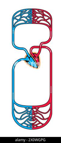illustration du système circulatoire artériel et veineux humain Banque D'Images