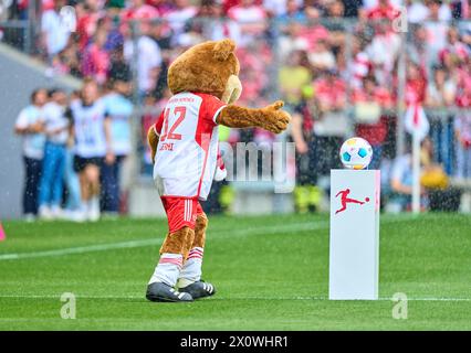 La mascotte du FCB Bernie , Maskottchen, dans le match FC BAYERN MUENCHEN - 1.FC Koeln 2-0 le 13 avril 2024 à Munich, Allemagne. Saison 2023/2024, 1.Bundesliga, FCB,, Muenchen, journée 29, 29.Spieltag photographe : ddp images / STAR-images - LA RÉGLEMENTATION DFL INTERDIT TOUTE UTILISATION DE PHOTOGRAPHIES comme SÉQUENCES D'IMAGES et/ou QUASI-VIDÉO - Banque D'Images