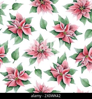 Élégantes fleurs de Noël poinsettia rose et feuilles dans des couleurs traditionnelles aquarelle motif floral sans couture sur blanc Banque D'Images