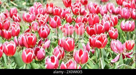 Rote Tulpen im Frühling Banque D'Images