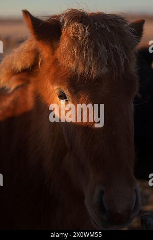 Gros plan portrait de cheval islandais Banque D'Images