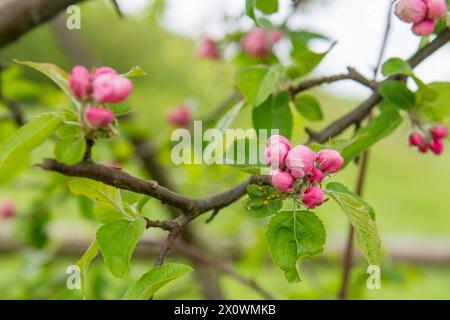 Cette image de stock capture magnifiquement l'étape délicate d'une branche de pommier où les bourgeons de fleurs roses sont sur le point de fleurir. Les teintes douces de Banque D'Images