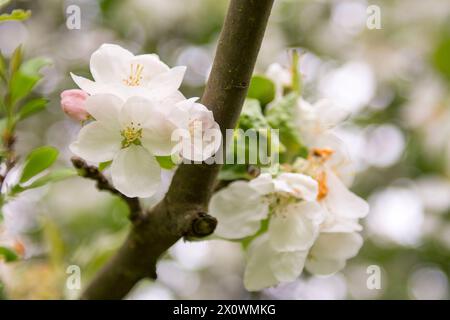 Cette image de stock présente une branche de pommier vibrante, ses membres ornés d'une abondance de fleurs blanches en pleine floraison. Les pétales blancs purs stan Banque D'Images