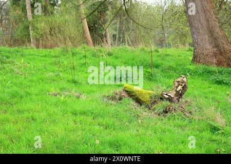 Une mousse couvrait un arbre tombé dans un paysage boisé Banque D'Images