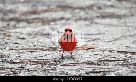 Un seul cardinal rouge mâle ou cardinal du nord (Cardinalis Cardinalis) au sol regardant la caméra, minimalisme, espace de copie, grand format, 16:9 Banque D'Images