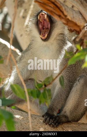 Singe vervet avec un bâillage large ouvert, affichant les dents et la bouche intérieure, vers le haut dans les branches d'un figuier. Banque D'Images