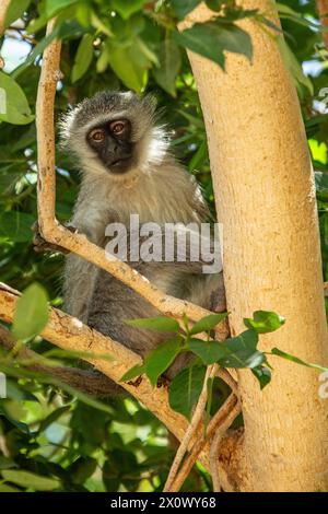 Vervet Monkey regardant d'un figuier Banque D'Images