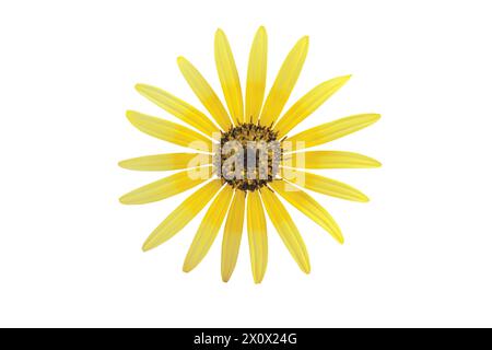 Fleur jaune vif en forme de Marguerite isolée sur blanc. Arctotheca calendula, capeweed, plaine de trésor, pissenlit du cap ou inflorescence de souci du cap. Banque D'Images