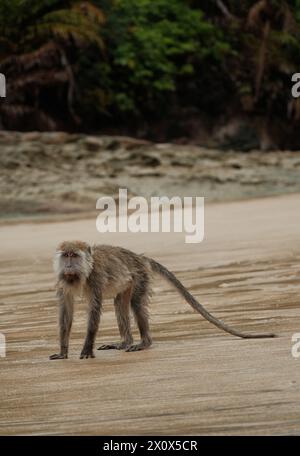 Macaque sur la plage dans la jungle de Sarawak Malaisie Banque D'Images