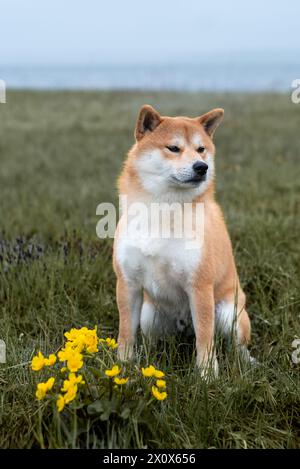Chien shiba inu rouge est assis sur l'herbe à côté de fleurs jaunes sur la rive du lac le jour pluvieux du printemps Banque D'Images