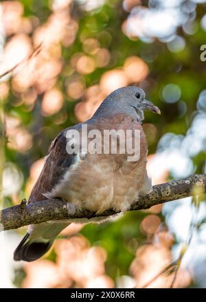 Grand pigeon de bois avec un corps gris et des plumes de cou irisées, fourrage sur le sol dans le Phoenix Park de Dublin. Banque D'Images