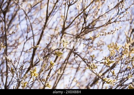 Pousses de printemps sur les branches de salix Banque D'Images