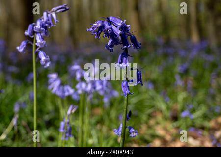 Chorleywood, Royaume-Uni. 14 avril 2024. Météo Royaume-Uni : les coquilles bleues indigènes (Hyacinthoides non-scripta) fleurissent (plus tôt que d'habitude) dans le bois Philipshill près de Chorleywood. La cloche bleue indigène est protégée en vertu de la Wildlife and Countryside Act (1981), ce qui signifie que les fleurs ne peuvent pas être cueillies et les bulbes ne peuvent pas être déterrés. Credit : Stephen Chung / Alamy Live News Banque D'Images