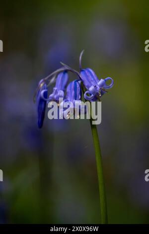 Chorleywood, Royaume-Uni. 14 avril 2024. Météo Royaume-Uni : les coquilles bleues indigènes (Hyacinthoides non-scripta) fleurissent (plus tôt que d'habitude) dans le bois Philipshill près de Chorleywood. La cloche bleue indigène est protégée en vertu de la Wildlife and Countryside Act (1981), ce qui signifie que les fleurs ne peuvent pas être cueillies et les bulbes ne peuvent pas être déterrés. Credit : Stephen Chung / Alamy Live News Banque D'Images