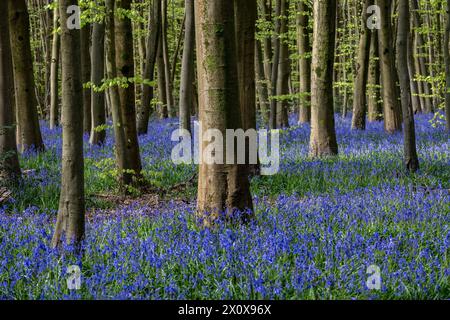 Chorleywood, Royaume-Uni. 14 avril 2024. Météo Royaume-Uni : les coquilles bleues indigènes (Hyacinthoides non-scripta) fleurissent (plus tôt que d'habitude) dans le bois Philipshill près de Chorleywood. La cloche bleue indigène est protégée en vertu de la Wildlife and Countryside Act (1981), ce qui signifie que les fleurs ne peuvent pas être cueillies et les bulbes ne peuvent pas être déterrés. Credit : Stephen Chung / Alamy Live News Banque D'Images