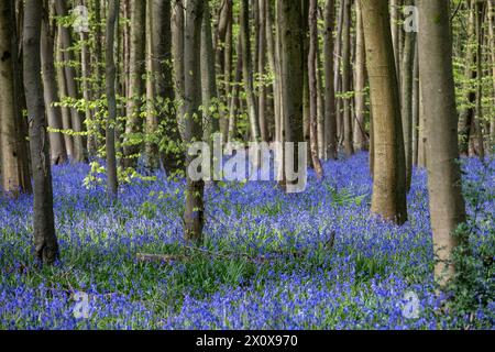 Chorleywood, Royaume-Uni. 14 avril 2024. Météo Royaume-Uni : les coquilles bleues indigènes (Hyacinthoides non-scripta) fleurissent (plus tôt que d'habitude) dans le bois Philipshill près de Chorleywood. La cloche bleue indigène est protégée en vertu de la Wildlife and Countryside Act (1981), ce qui signifie que les fleurs ne peuvent pas être cueillies et les bulbes ne peuvent pas être déterrés. Credit : Stephen Chung / Alamy Live News Banque D'Images