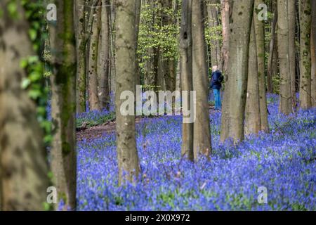 Chorleywood, Royaume-Uni. 14 avril 2024. Météo britannique : une femme admire les coquilles bleues indigènes (Hyacinthoides non-scripta floraison (plus tôt que d'habitude) dans Philipshill Wood près de Chorleywood. La cloche bleue indigène est protégée en vertu de la Wildlife and Countryside Act (1981), ce qui signifie que les fleurs ne peuvent pas être cueillies et les bulbes ne peuvent pas être déterrés. Credit : Stephen Chung / Alamy Live News Banque D'Images