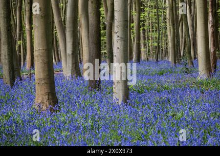 Chorleywood, Royaume-Uni. 14 avril 2024. Météo Royaume-Uni : les coquilles bleues indigènes (Hyacinthoides non-scripta) fleurissent (plus tôt que d'habitude) dans le bois Philipshill près de Chorleywood. La cloche bleue indigène est protégée en vertu de la Wildlife and Countryside Act (1981), ce qui signifie que les fleurs ne peuvent pas être cueillies et les bulbes ne peuvent pas être déterrés. Credit : Stephen Chung / Alamy Live News Banque D'Images