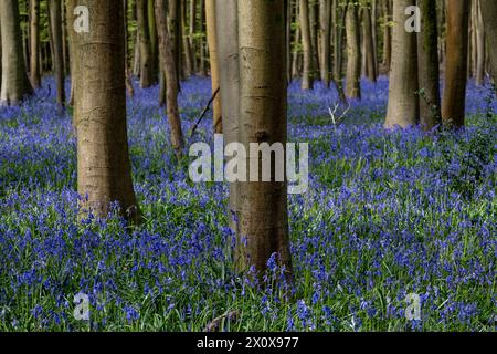 Chorleywood, Royaume-Uni. 14 avril 2024. Météo Royaume-Uni : les coquilles bleues indigènes (Hyacinthoides non-scripta) fleurissent (plus tôt que d'habitude) dans le bois Philipshill près de Chorleywood. La cloche bleue indigène est protégée en vertu de la Wildlife and Countryside Act (1981), ce qui signifie que les fleurs ne peuvent pas être cueillies et les bulbes ne peuvent pas être déterrés. Credit : Stephen Chung / Alamy Live News Banque D'Images