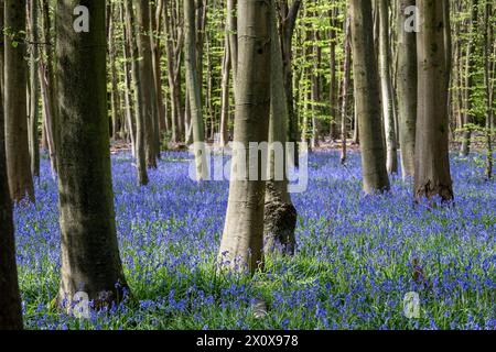 Chorleywood, Royaume-Uni. 14 avril 2024. Météo Royaume-Uni : les coquilles bleues indigènes (Hyacinthoides non-scripta) fleurissent (plus tôt que d'habitude) dans le bois Philipshill près de Chorleywood. La cloche bleue indigène est protégée en vertu de la Wildlife and Countryside Act (1981), ce qui signifie que les fleurs ne peuvent pas être cueillies et les bulbes ne peuvent pas être déterrés. Credit : Stephen Chung / Alamy Live News Banque D'Images