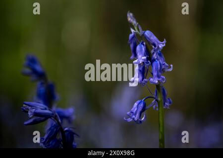 Chorleywood, Royaume-Uni. 14 avril 2024. Météo Royaume-Uni : les coquilles bleues indigènes (Hyacinthoides non-scripta) fleurissent (plus tôt que d'habitude) dans le bois Philipshill près de Chorleywood. La cloche bleue indigène est protégée en vertu de la Wildlife and Countryside Act (1981), ce qui signifie que les fleurs ne peuvent pas être cueillies et les bulbes ne peuvent pas être déterrés. Credit : Stephen Chung / Alamy Live News Banque D'Images