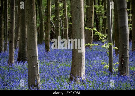 Chorleywood, Royaume-Uni. 14 avril 2024. Météo Royaume-Uni : les coquilles bleues indigènes (Hyacinthoides non-scripta) fleurissent (plus tôt que d'habitude) dans le bois Philipshill près de Chorleywood. La cloche bleue indigène est protégée en vertu de la Wildlife and Countryside Act (1981), ce qui signifie que les fleurs ne peuvent pas être cueillies et les bulbes ne peuvent pas être déterrés. Credit : Stephen Chung / Alamy Live News Banque D'Images