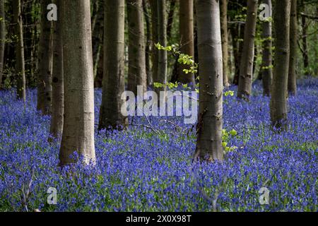 Chorleywood, Royaume-Uni. 14 avril 2024. Météo Royaume-Uni : les coquilles bleues indigènes (Hyacinthoides non-scripta) fleurissent (plus tôt que d'habitude) dans le bois Philipshill près de Chorleywood. La cloche bleue indigène est protégée en vertu de la Wildlife and Countryside Act (1981), ce qui signifie que les fleurs ne peuvent pas être cueillies et les bulbes ne peuvent pas être déterrés. Credit : Stephen Chung / Alamy Live News Banque D'Images