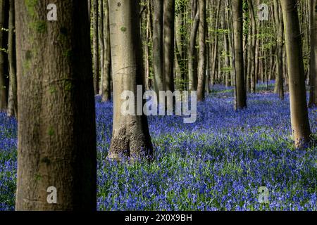 Chorleywood, Royaume-Uni. 14 avril 2024. Météo Royaume-Uni : les coquilles bleues indigènes (Hyacinthoides non-scripta) fleurissent (plus tôt que d'habitude) dans le bois Philipshill près de Chorleywood. La cloche bleue indigène est protégée en vertu de la Wildlife and Countryside Act (1981), ce qui signifie que les fleurs ne peuvent pas être cueillies et les bulbes ne peuvent pas être déterrés. Credit : Stephen Chung / Alamy Live News Banque D'Images