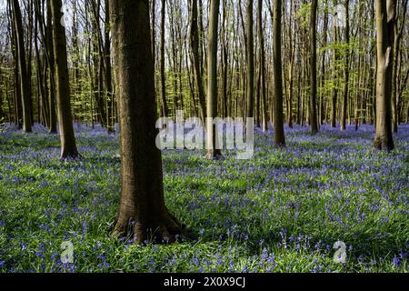 Chorleywood, Royaume-Uni. 14 avril 2024. Météo Royaume-Uni : les coquilles bleues indigènes (Hyacinthoides non-scripta) fleurissent (plus tôt que d'habitude) dans le bois Philipshill près de Chorleywood. La cloche bleue indigène est protégée en vertu de la Wildlife and Countryside Act (1981), ce qui signifie que les fleurs ne peuvent pas être cueillies et les bulbes ne peuvent pas être déterrés. Credit : Stephen Chung / Alamy Live News Banque D'Images