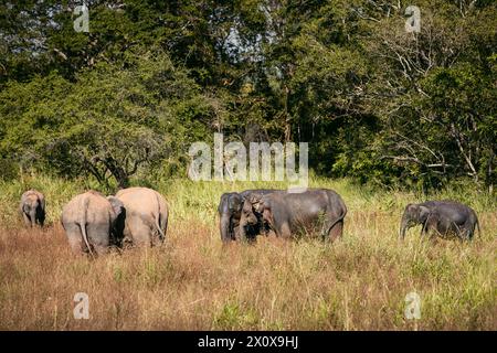 Troupeau d'éléphants dans la nature sauvage contre paysage verdoyant. Animaux sauvages au Sri Lanka. Banque D'Images