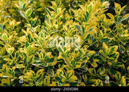 Euonymus fortunei Emerald Gold dans le jardin, feuillage panaché Banque D'Images