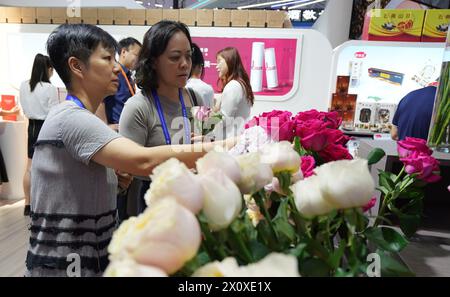 (240414) -- HAIKOU, 14 avril 2024 (Xinhua) -- les visiteurs choisissent des roses au stand du Yunnan de la quatrième exposition internationale des produits de consommation de Chine (CICPE) à Haikou, capitale de la province de Hainan, dans le sud de la Chine, le 14 avril 2024. Un lot de marques nationales ont attiré beaucoup de visiteurs à l'expo. (Xinhua/Li Mengjiao) Banque D'Images