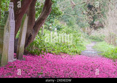 Rhododendron rose dans le vieux cimetière de Southampton Banque D'Images