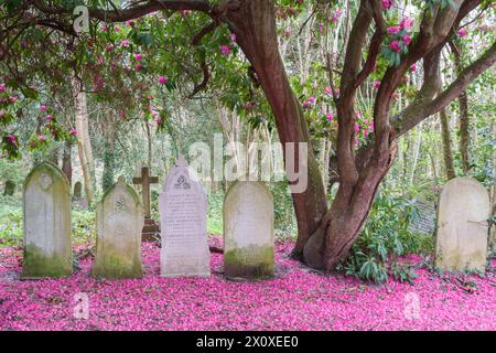 Rhododendron rose dans le vieux cimetière de Southampton Banque D'Images