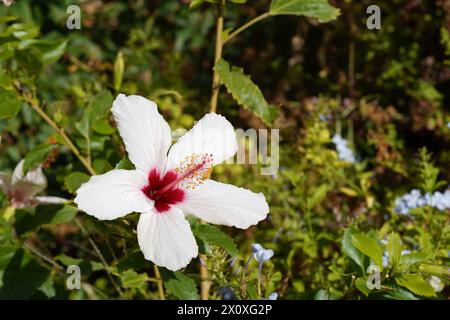 Fleur d'hibiscus avec pétales blancs, stigmatisation rouge et anthères jaunes. Sur le fond, il y a du feuillage vert avec beaucoup d'espace de copie. Banque D'Images