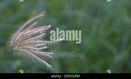 Herbe de roseau exposée au vent avec un fond vert Banque D'Images