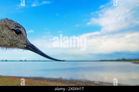 Un poussin Avocet (Recurvirostra avosetta) avec une forme de bec très étrange (Recurvirostra - bec de retour) sur le fond du lac où son h. Banque D'Images