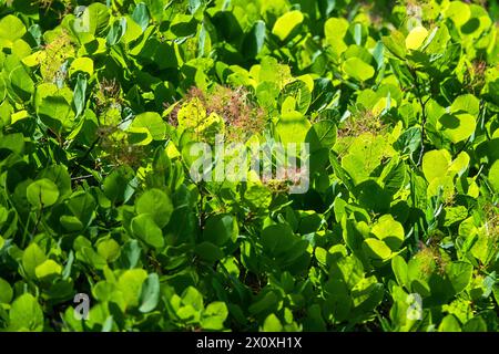 Barbe d'Aaron (Cotinus coggygria) cultivée en Crimée au plus tard en 1650. Les plantations de Scumpia ont une valeur de protection des sols et d'anti-érosion (ceintures forestières Banque D'Images