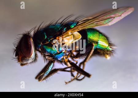 Mouche verte morte (Lucilia caesar). Cette mouche propage l'infection et devrait être tuée dans la maison. Ultra macro Banque D'Images