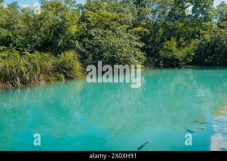 Vue partielle sur la rivière Formoso, dans la station municipale, à Bonito, dans le Mato Grosso do Sul Banque D'Images