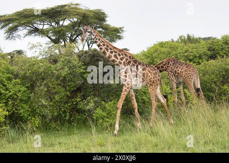 Deux girafe Masai (Giraffa camelopardalis) naviguant à la recherche de nourriture Banque D'Images