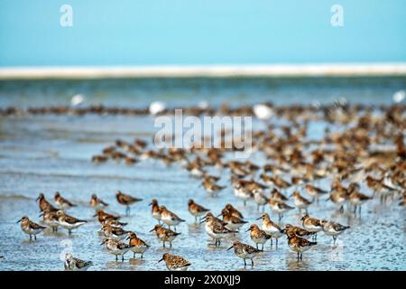 Les oiseaux se reposent et se nourrissent de petits fonds. Dunlin (Calidris alpina), ponceuse de courlis (C. ferruginea), turnstone européenne (Arenaria interprés). Arabatskaya stre Banque D'Images